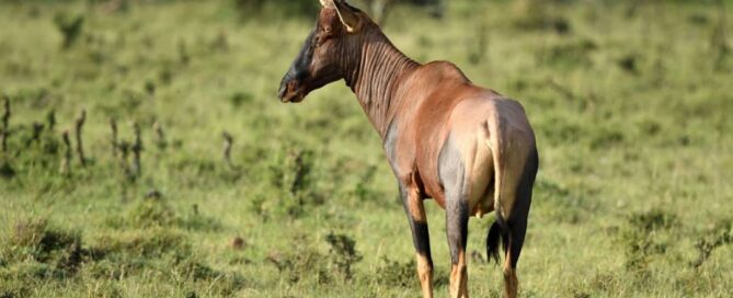 Uganda Flying Safari Packages
