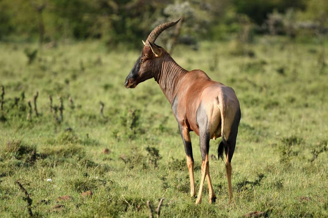 Uganda Flying Safari Packages