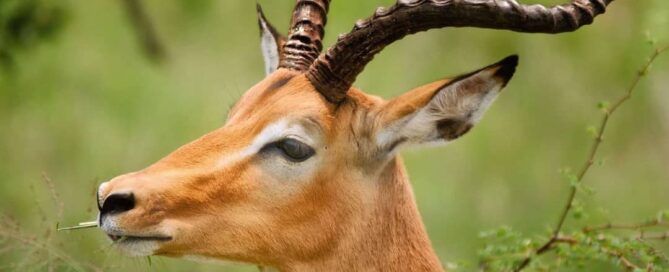Uganda Flying Safari Packages: What’s Included and Excluded