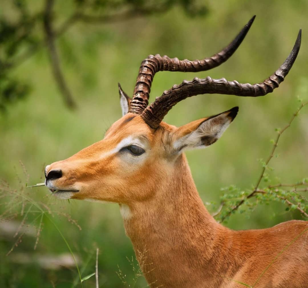 Uganda Flying Safari Packages: What’s Included and Excluded
