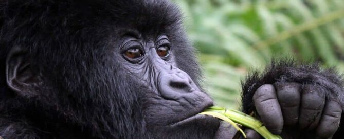Combining a Fly-in Safari in Uganda with a Tanzania or Kenya