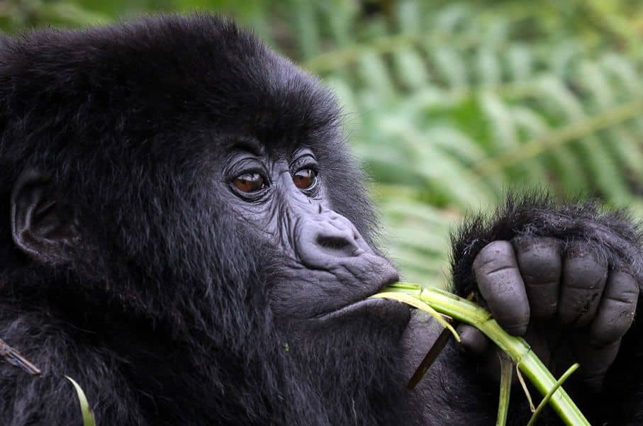 Combining a Fly-in Safari in Uganda with a Tanzania or Kenya