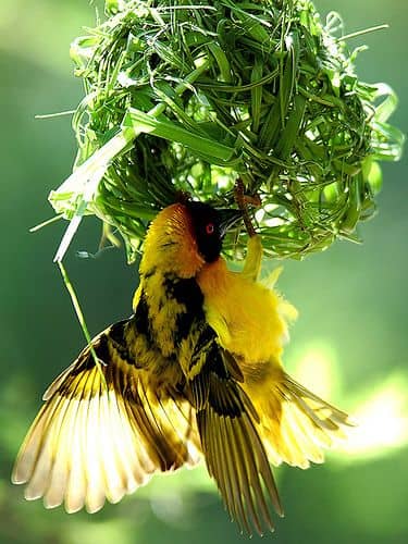 Why Uganda is Africa’s Best Birding Destination