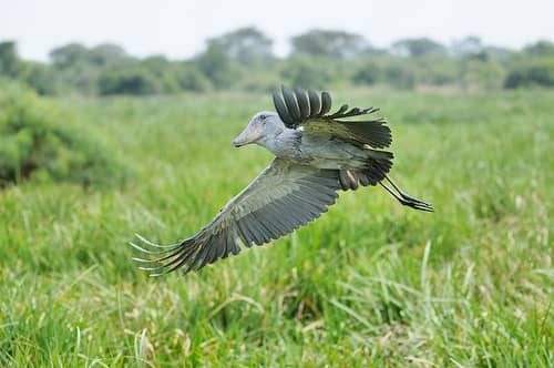Top 10 Birds to Spot on a Uganda Birding Safari
