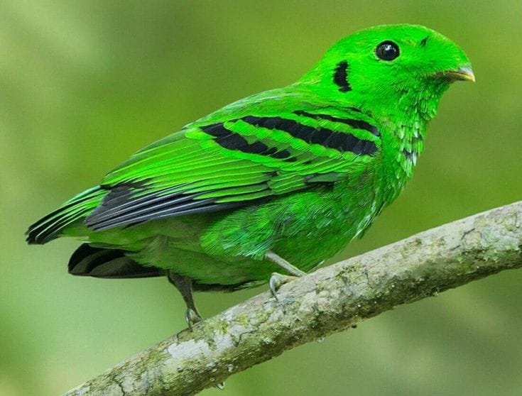 Birding in Bwindi Impenetrable Forest