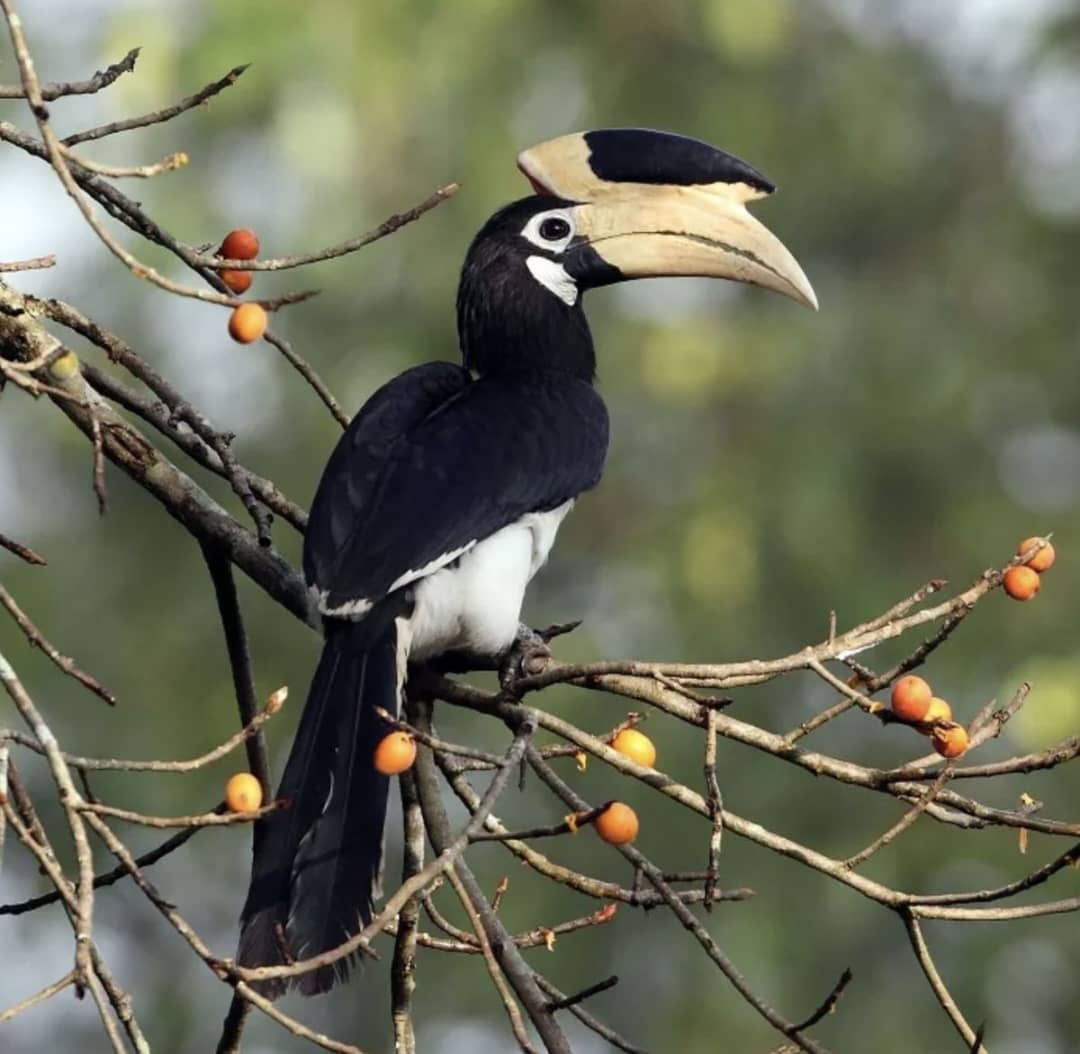 Albertine Rift Endemics: Birding in Uganda’s Highlands