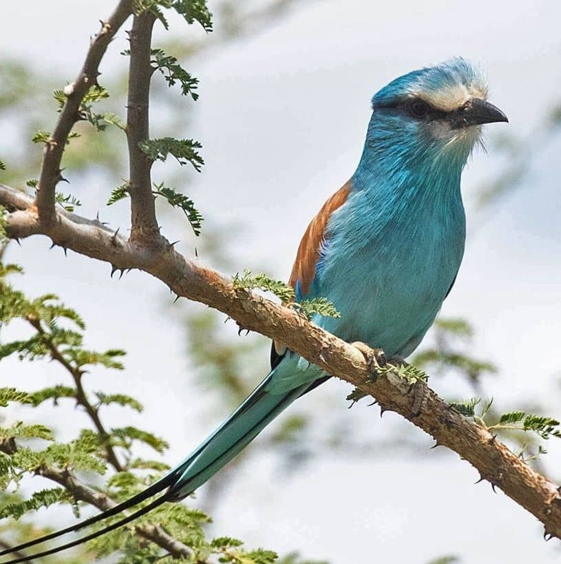 Birding in Kidepo Valley National Park
