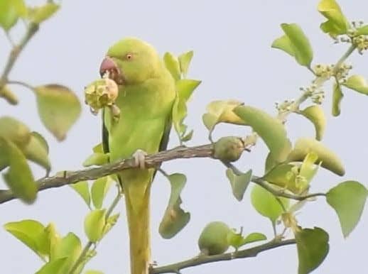 Best Time of Year for Birdwatching Safaris in Uganda