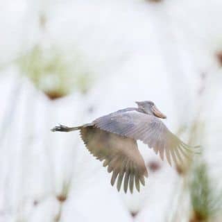 Uganda Birding Safari Itinerary Ideas