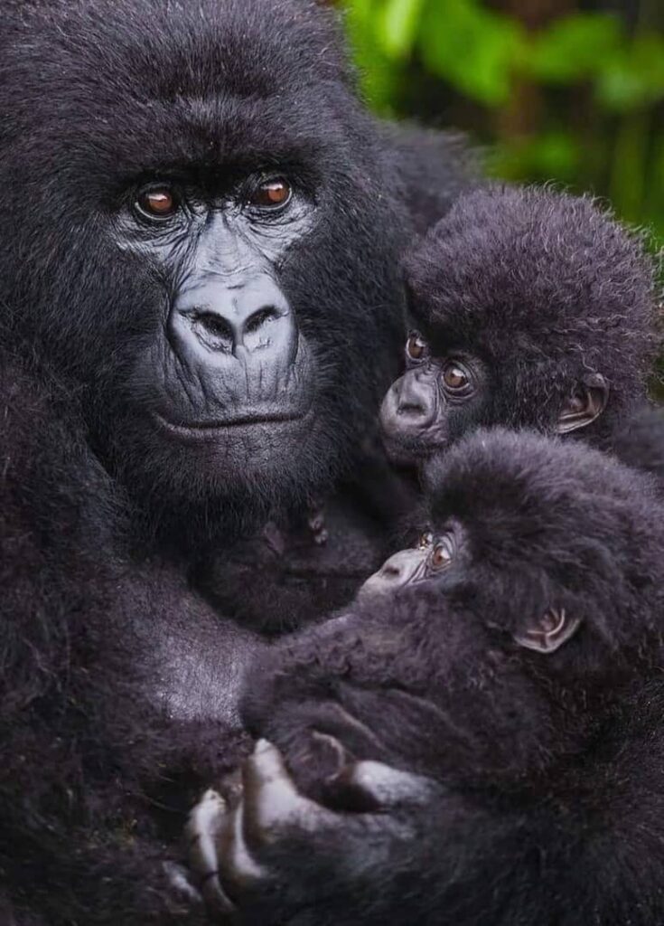 Ultimate Guide to Group Safari Tours in Uganda (2026 Edition)