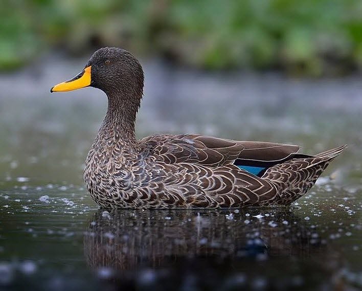 Uganda’s Big 5 Birds: Where and How to Spot the Most Sought-After Species in 2026.